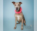 Small Labrador Retriever Mix