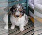 Small Photo #1 Bernedoodle Puppy For Sale in BATTLE GROUND, WA, USA