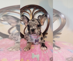 French Bulldog Puppy for sale in INDIANAPOLIS, IN, USA