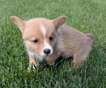 Small #9 Pembroke Welsh Corgi