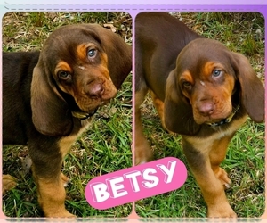 Bloodhound Puppy for sale in TOCCOA, GA, USA