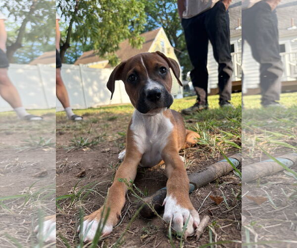Medium Photo #1 Boxer-Unknown Mix Puppy For Sale in pomfret, CT, USA