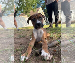 Boxer-Unknown Mix Dogs for adoption in pomfret, CT, USA