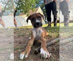 Small Boxer Mix
