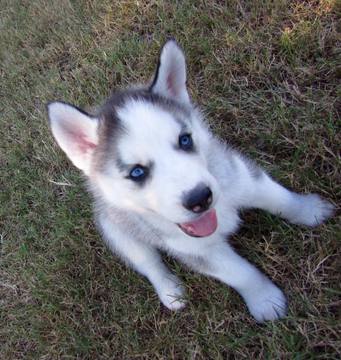 Medium Photo #1 Siberian Husky Puppy For Sale in MULBERRY, AR, USA