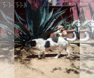 GoGo - Female Mutt Dog for Adoption - Photo #4