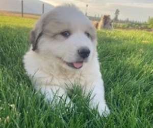 Great Pyrenees Puppy for sale in BONNERS FERRY, ID, USA