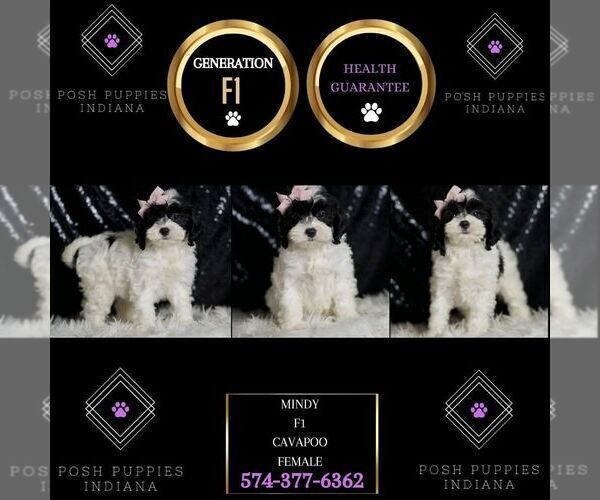 Medium Photo #88 Cavapoo Puppy For Sale in WARSAW, IN, USA