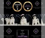Small Photo #88 Cavapoo Puppy For Sale in WARSAW, IN, USA