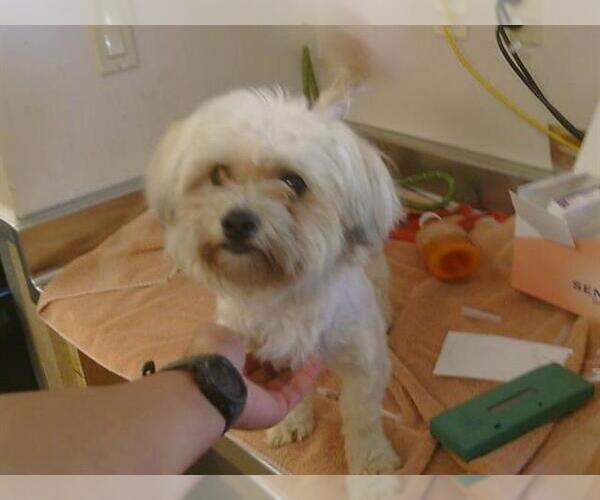 Medium Photo #1 Maltese-Unknown Mix Puppy For Sale in Sacramento, CA, USA