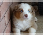 Small Photo #18 Australian Shepherd Puppy For Sale in OZARK, AR, USA
