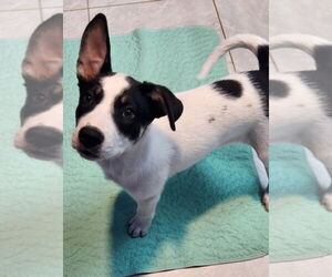Huskies -Unknown Mix Dogs for adoption in Walnutport, PA, USA