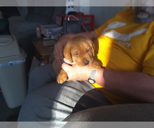Labrador Retriever Puppy for sale in WEST SALEM, WI, USA
