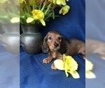 Small Photo #1 Dachshund Puppy For Sale in KYLE, TX, USA