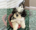 Sassy - Female Shih Tzu Puppy for Sale - Photo #5