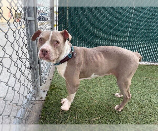 Medium Photo #2 Mutt Puppy For Sale in Downey, CA, USA