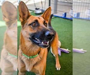 German Shepherd Dog Dogs for adoption in Sacramento, CA, USA