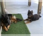 Small #15 German Shepherd Dog