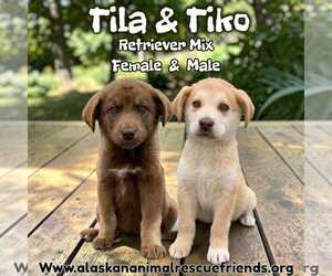 Colonial Cocker Spaniel-Retriever  Mix Dogs for adoption in Anchorage, AK, USA