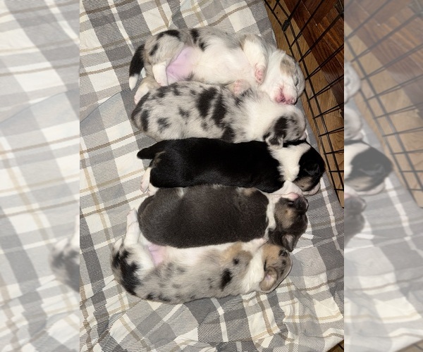 Medium Photo #1 American Corgi Puppy For Sale in OTIS ORCHARDS, WA, USA