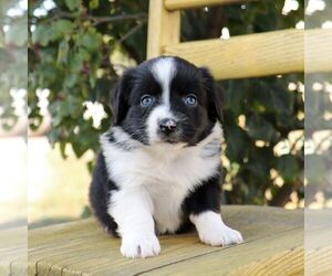 Aussie-Poo Puppy for sale in ARTHUR, IL, USA