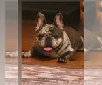 Small #2 French Bulldog