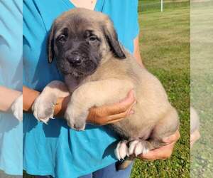 American Mastiff Puppy for Sale in JACKSON, Ohio USA