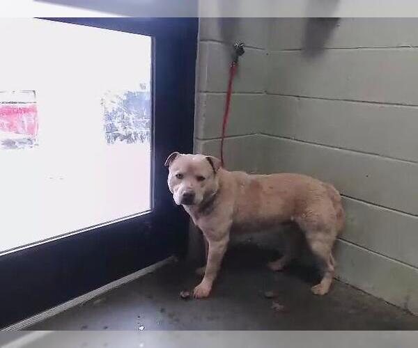 Medium Photo #1 Chow Chow Puppy For Sale in Tulsa, OK, USA