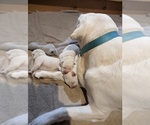 Small Photo #17 Labrador Retriever Puppy For Sale in LOGAN, UT, USA