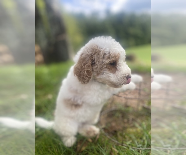 Medium Photo #6 Goldendoodle Puppy For Sale in CLINTONVILLE, WV, USA