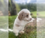 Small Photo #6 Goldendoodle Puppy For Sale in CLINTONVILLE, WV, USA