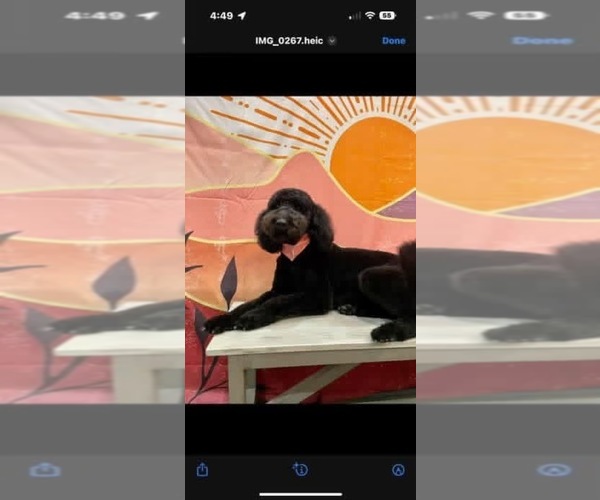 Medium Photo #1 Goldendoodle mix (+ Poodle Standard) Puppy For Sale in CLARKSVILLE, TN, USA