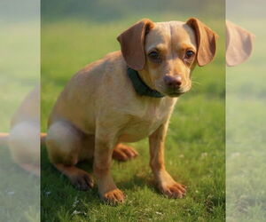 Chihuahua-Unknown Mix Dogs for adoption in Westwood, NJ, USA