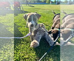 Small #4 American Pit Bull Terrier Mix