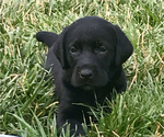 Small Photo #3 Labrador Retriever Puppy For Sale in GERMANTOWN, IL, USA