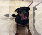 Small #2 Rottweiler Mix