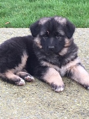 German Shepherd Dog Puppy for sale in ENUMCLAW, WA, USA