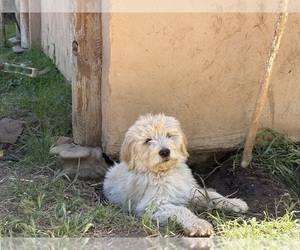 Goldendoodle Puppy for sale in VALLEY CENTER, CA, USA
