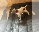 Small Photo #1 German Shorthaired Pointer Puppy For Sale in CORONA, CA, USA