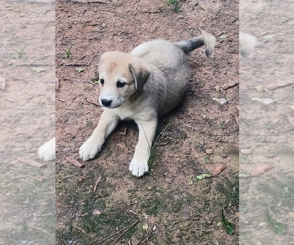 Medium Photo #1 German Shepherd Dog-Schnauzer (Standard) Mix Puppy For Sale in JONESBORO, GA, USA