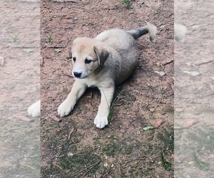 German Shepherd Dog-Schnauzer (Standard) Mix Puppy for sale in JONESBORO, GA, USA