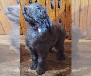 Newfypoo Puppy for sale in POPLAR BLUFF, MO, USA