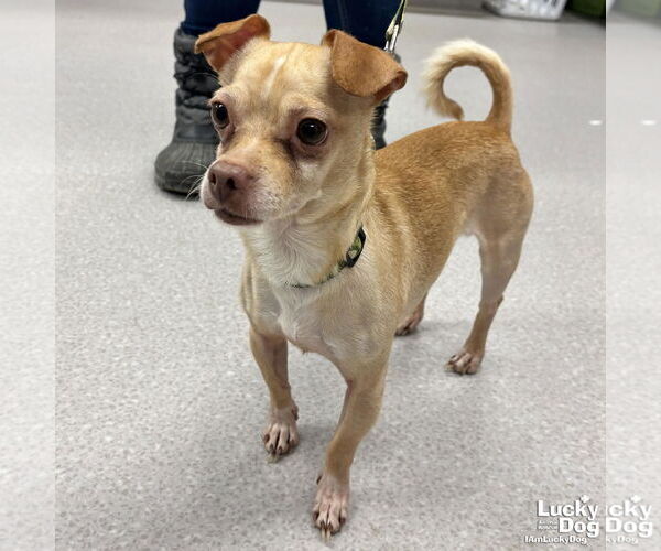 Medium Photo #2 Chihuahua-Unknown Mix Puppy For Sale in Washington, DC, USA