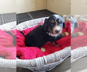 Bernedoodle Puppy for sale in HAZLETON, IA, USA