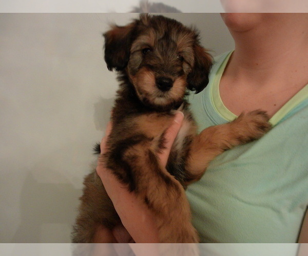 Medium Photo #2 Cadoodle Puppy For Sale in PERU, IN, USA