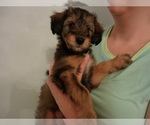 Small #1 Cadoodle
