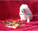 Small Photo #10 Pomeranian Puppy For Sale in PALM BCH GDNS, FL, USA