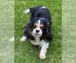 Cavalier King Charles Spaniel Dogs for adoption in St. Louis Park, MN, USA