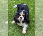Small Cavalier King Charles Spaniel