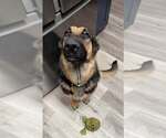Small #15 German Shepherd Dog